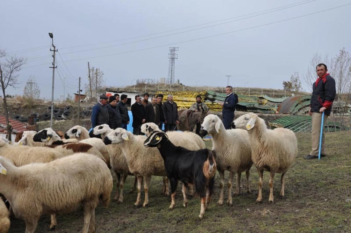 100 baş hayvan alımına faizsiz kredi