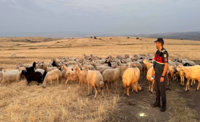 170 k&uuml;&ccedil;&uuml;kbaş hayvan sahibine teslim edildi