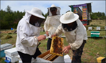 Arı üreticileri endişeli