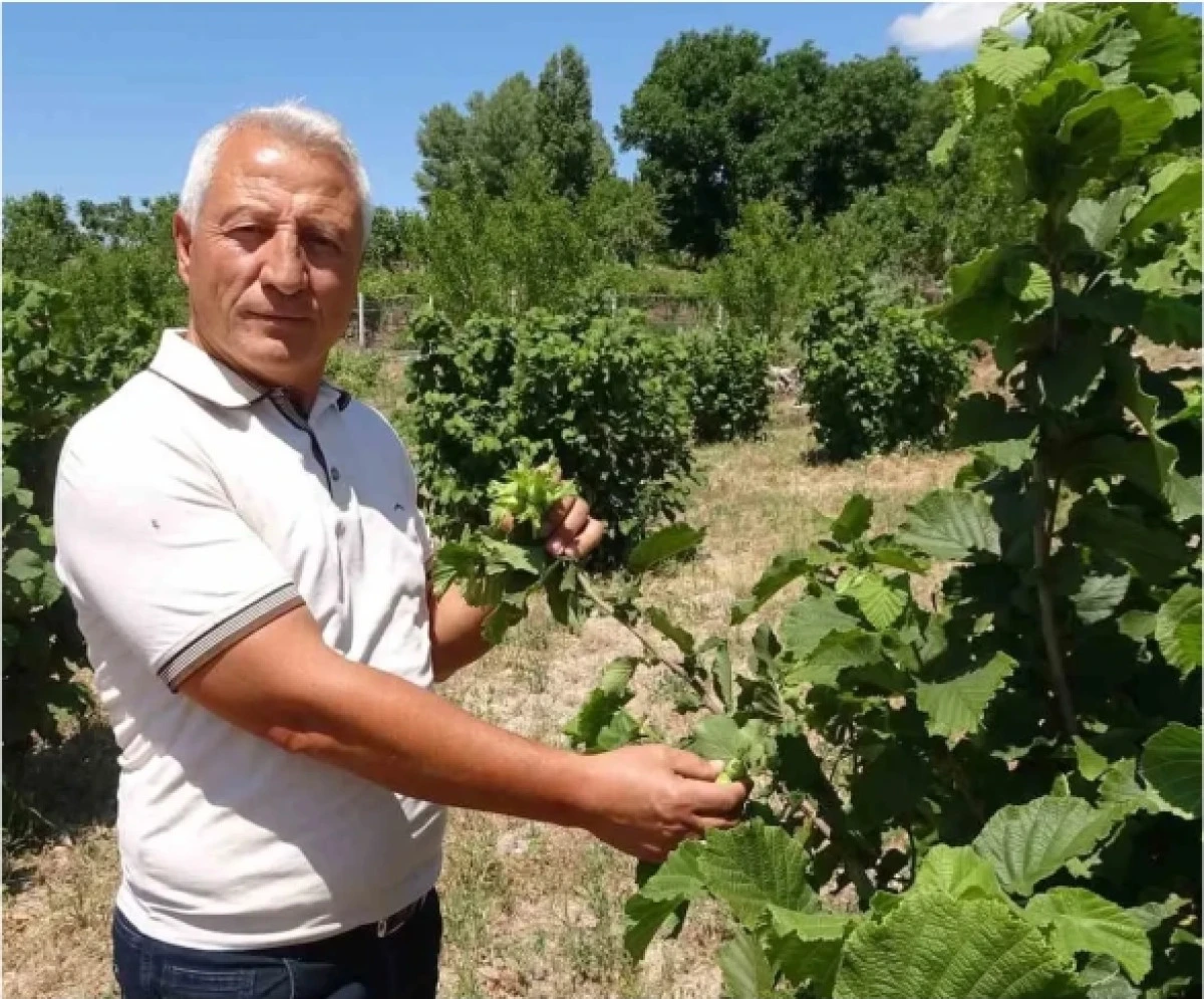 Aşağıcumafakılı&rsquo;da fındık yetiştirdi