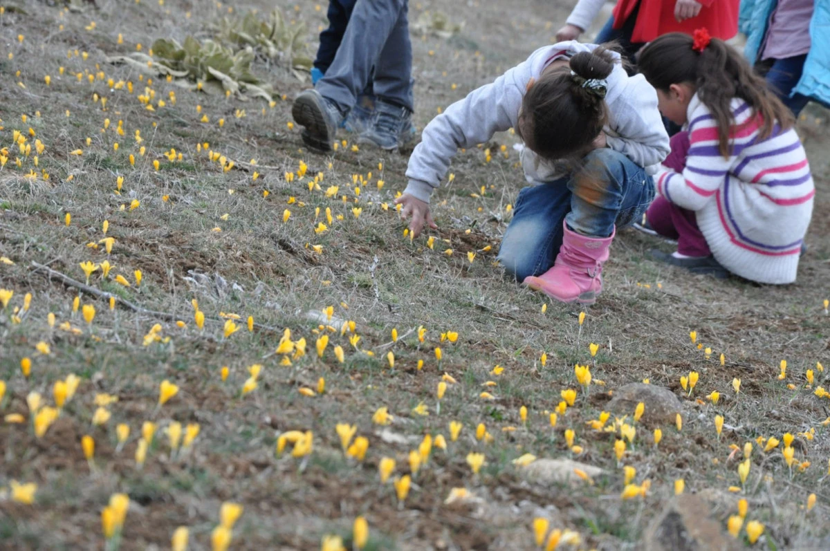 Baharın m&uuml;jdecisi &ccedil;iğdemler &ccedil;ıktı