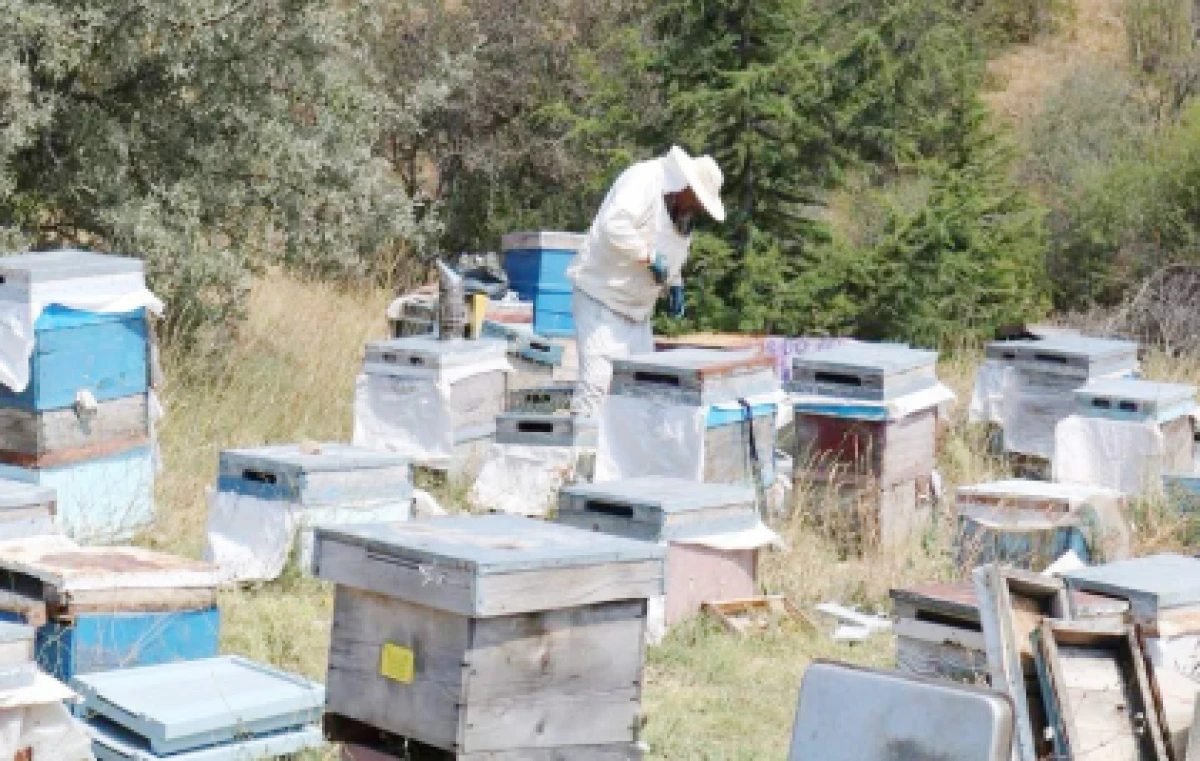 Bal ormanı sayısı artıyor