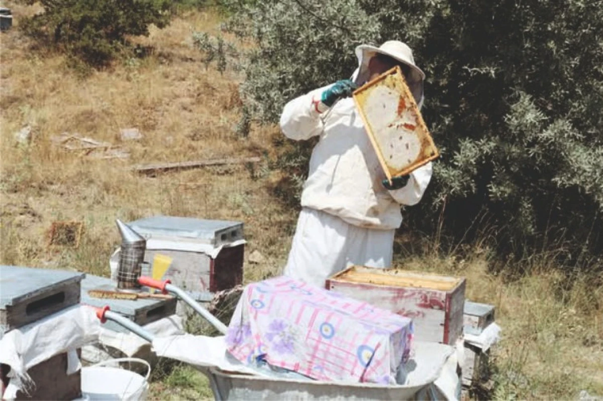 Çamlık Bal Ormanı’na 13 Bin 32 yeni fidan dikildi