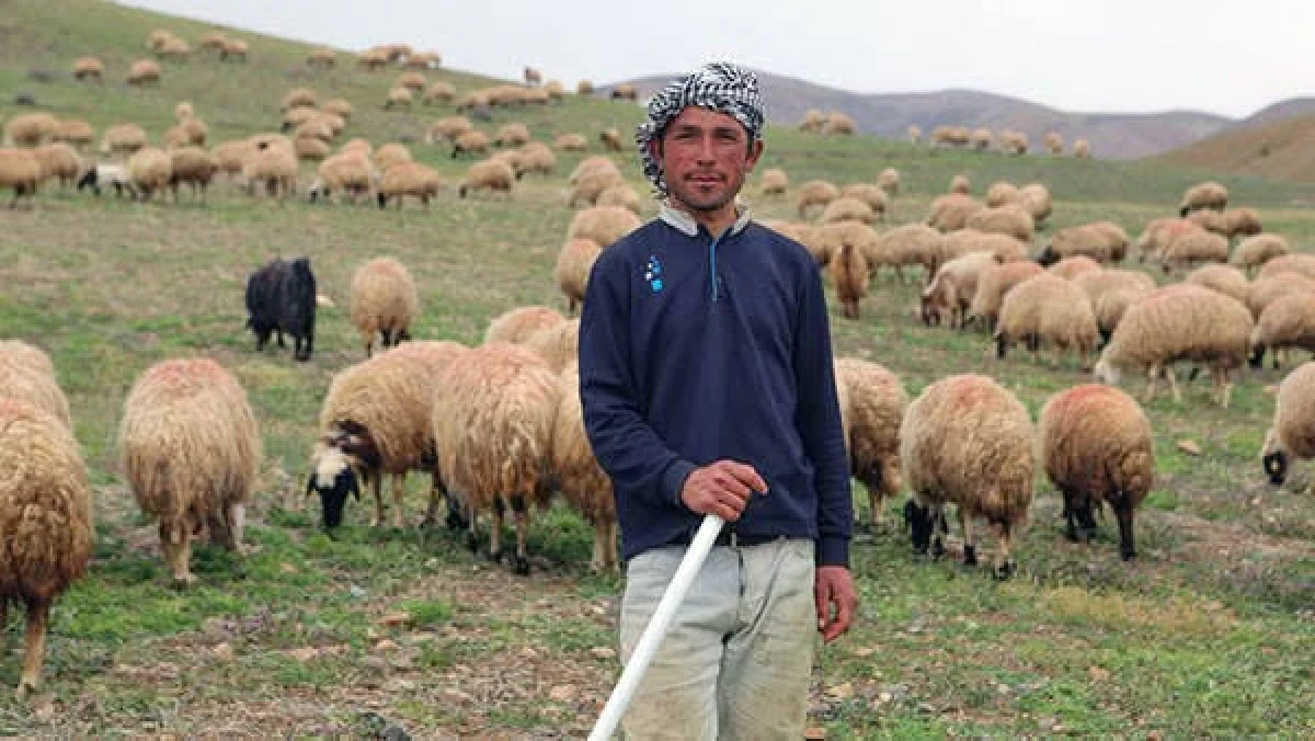 &Ccedil;obana &ccedil;&ouml;z&uuml;m Afganistan&rsquo;dan