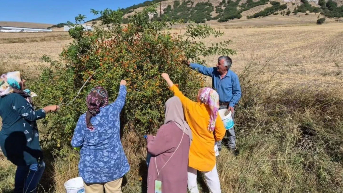 Doğada kendiliğinden yetişen kuşburnu meyvesi