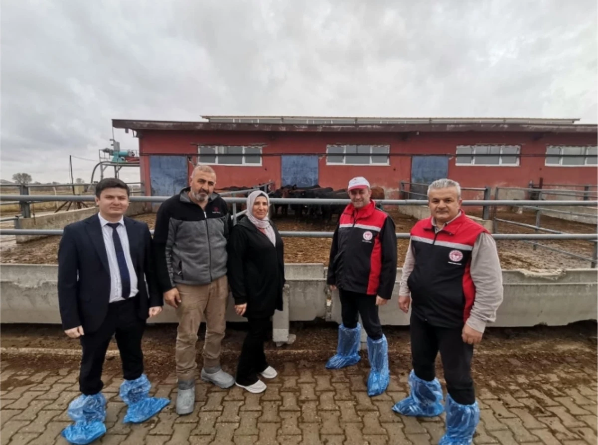 Hayvancılığa destek projesinde dağıtımlar başladı