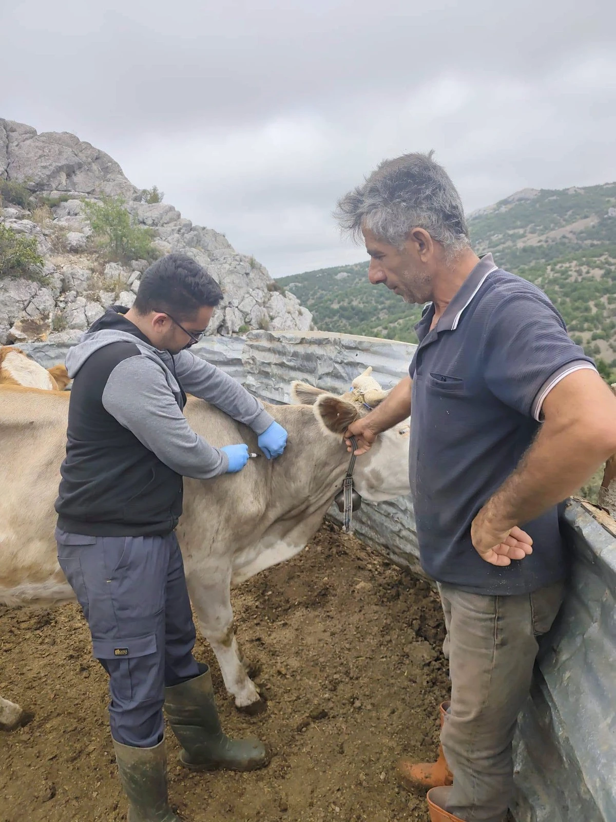 Kadışehri&rsquo;nde hayvanlara sonbahar aşısı