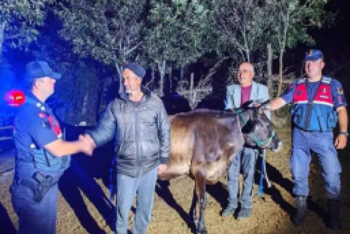 Kaybolan hayvanlar sahibine teslim edildi