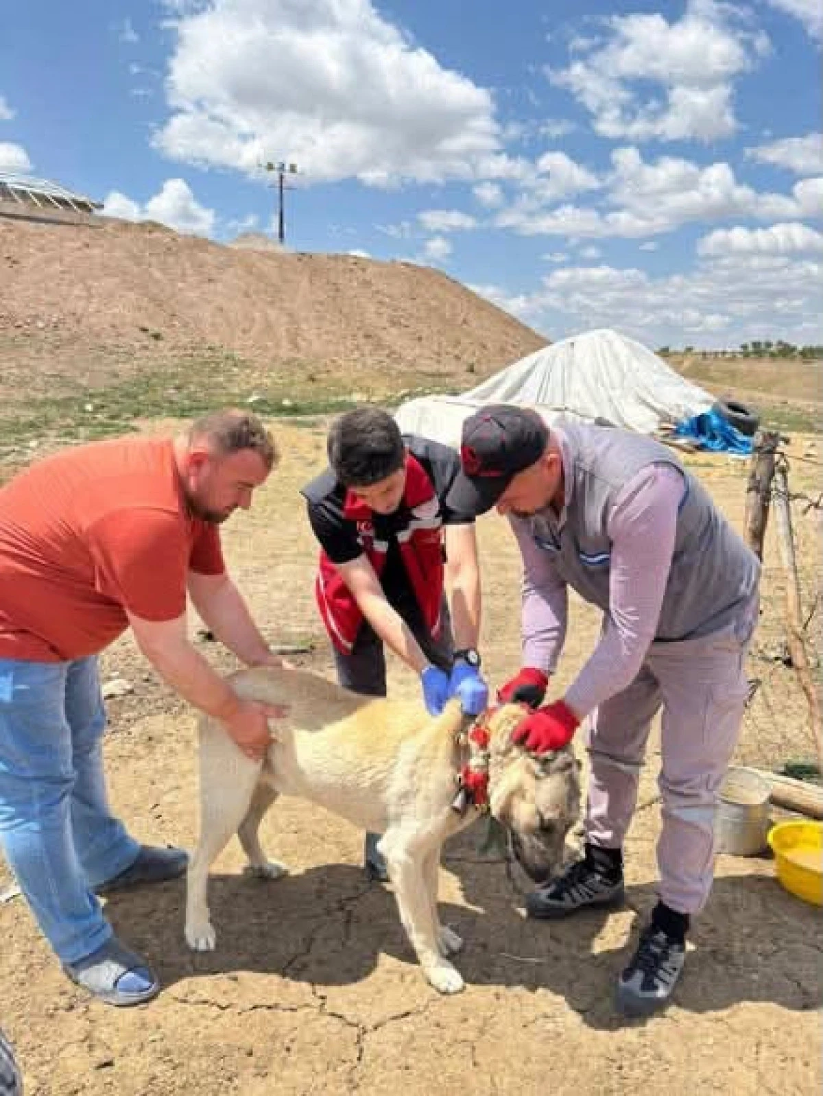 Kayıtsız k&ouml;peğe 10 bin 423 lira ceza