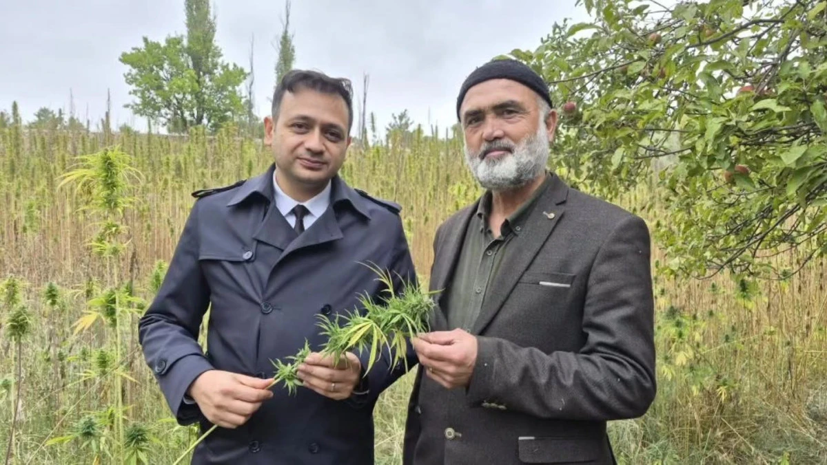 Kenevir tarlasının yanında bal &uuml;retimi