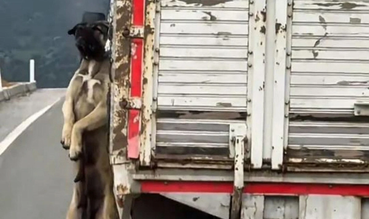 Köpeğin sahibine adli işlem