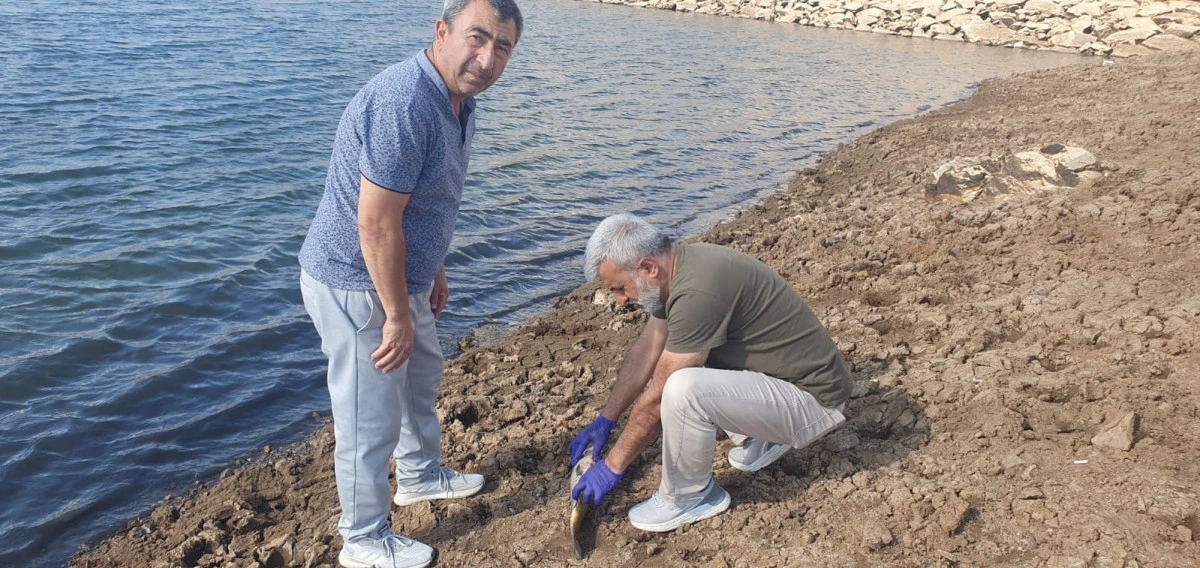 Küçük Taşlık Göleti’nde balık ölümleri