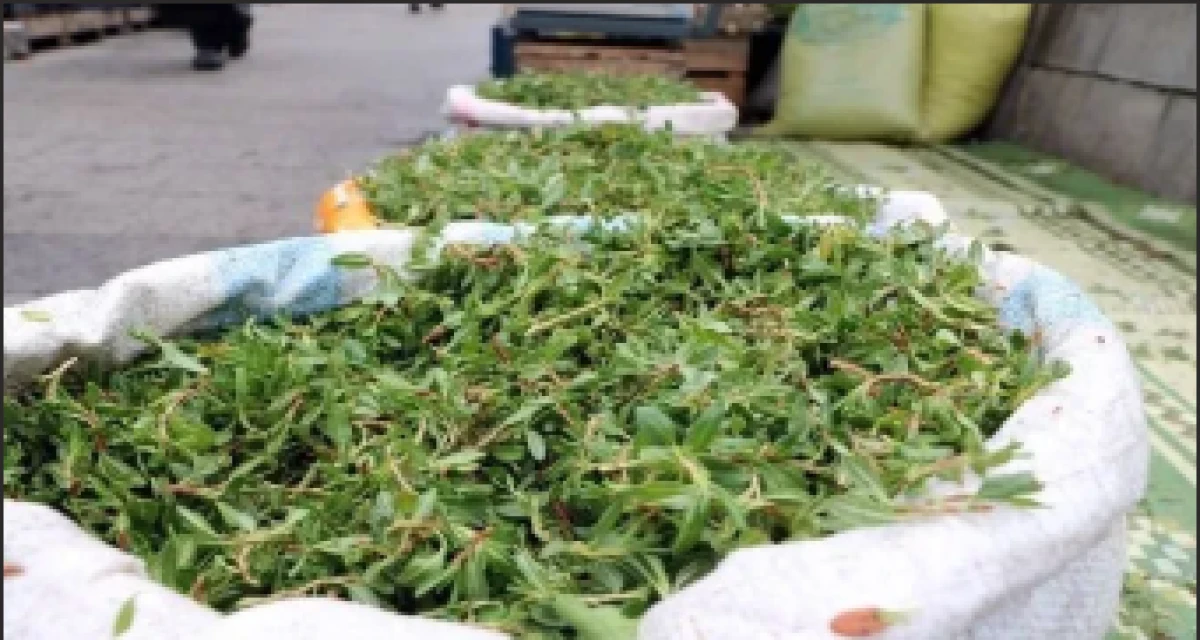 Madımağın kilosu 150 liradan satılıyor