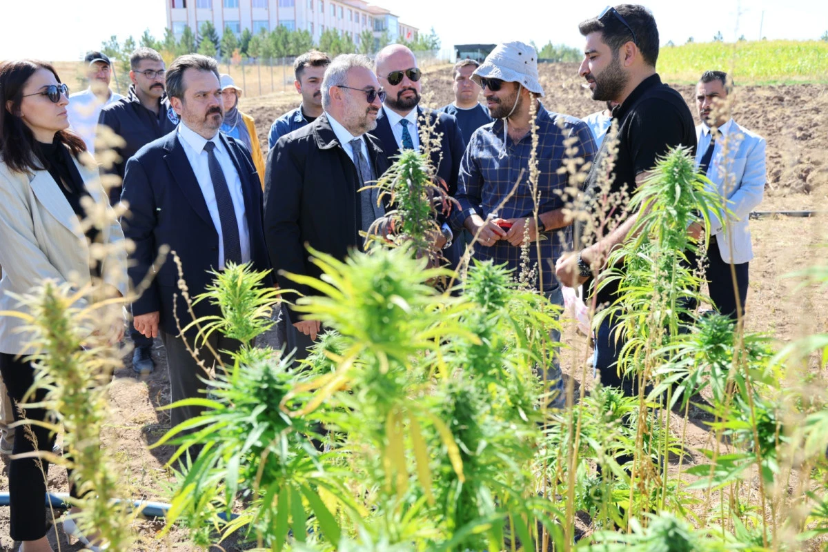 Rektör Yaşar, Kenevir Hasadına Katıldı