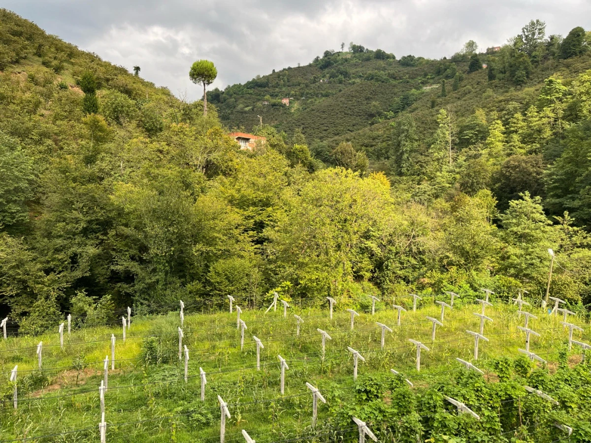TULİP Projesi ile Yozgat Tarımı Yeşeriyor!
