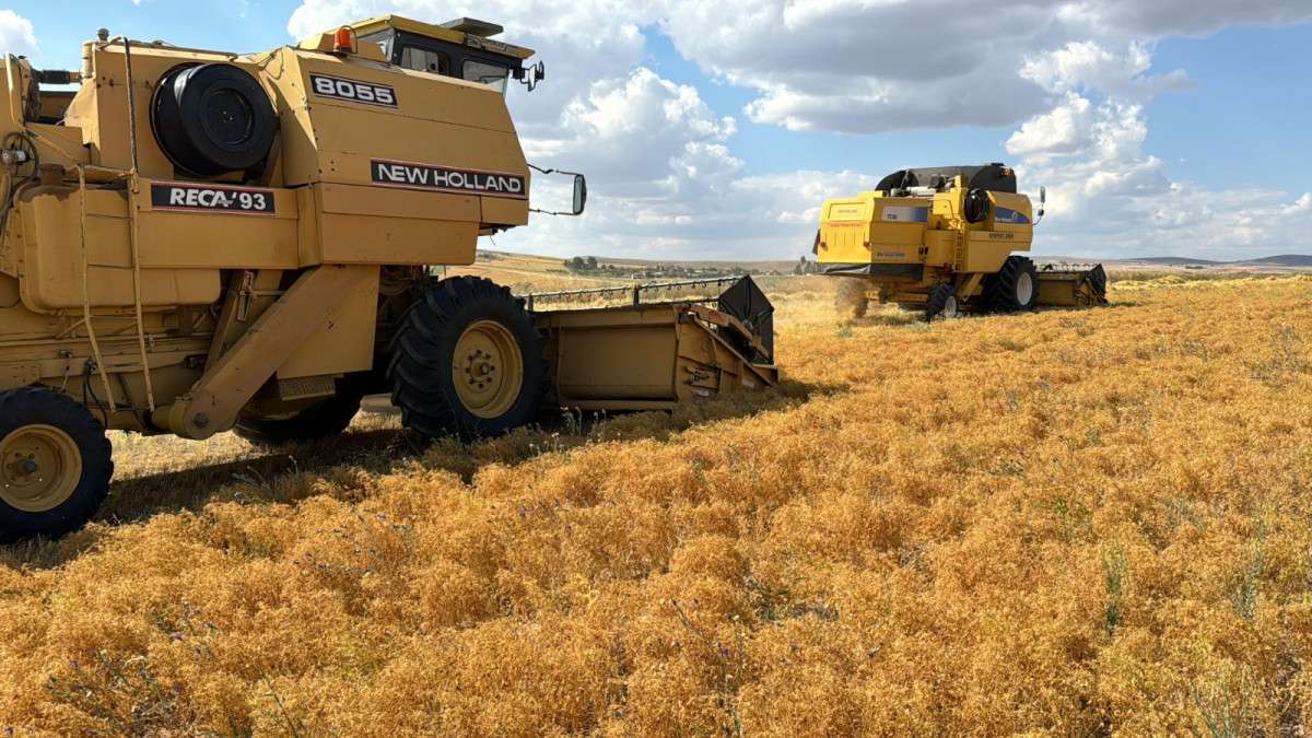 Yozgat yeşil mercimek üretiminde Türkiye'de ilk sırada