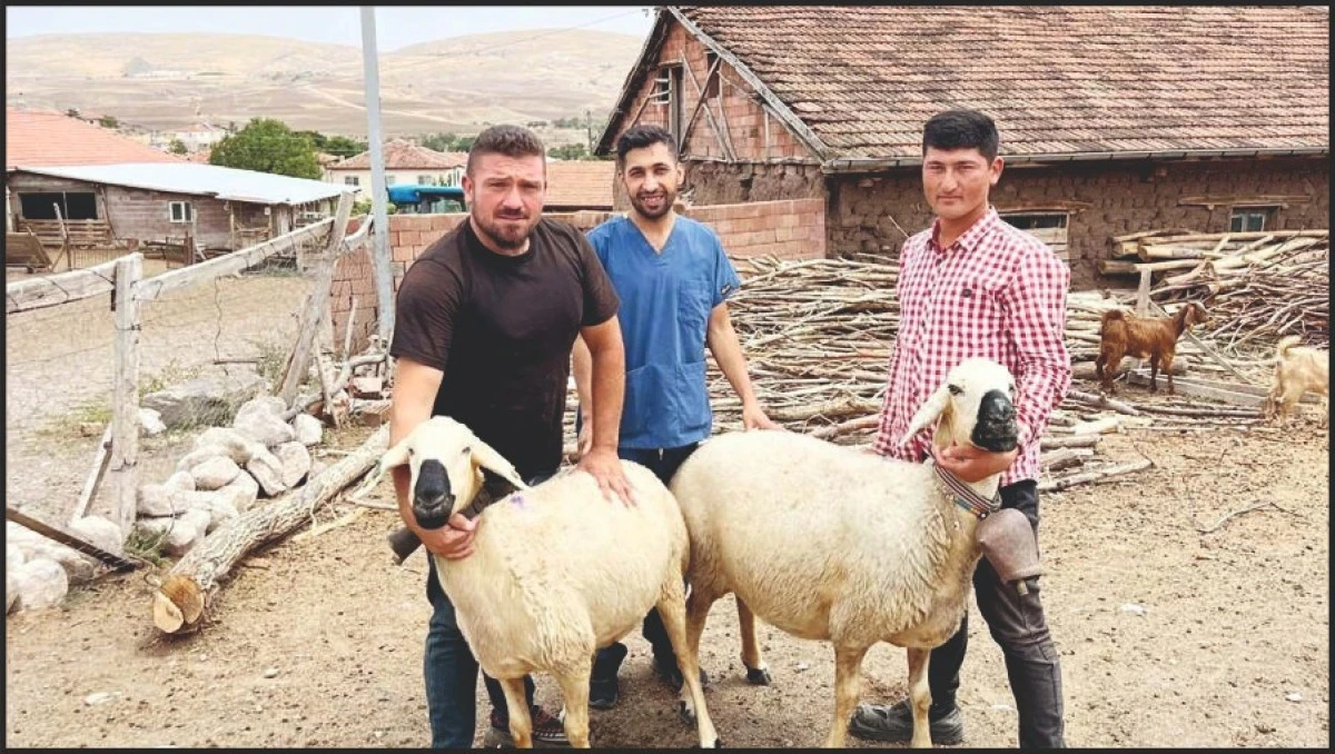 Yozgat’ta Akkaraman Koyununa Melatonin Projesi Başladı!