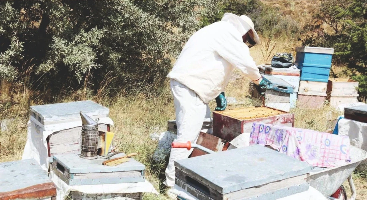 Yozgat’ta Bal Ormanı Sayısı 17’ye Ulaştı: Arıcılığa Büyük Destek